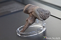 VBS_3000 - Tronco cerebrale - Mostra Body Worlds